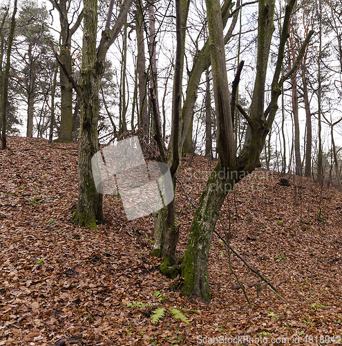 Image of Late autumn, forest