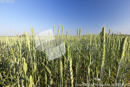 Image of green unripe cereal