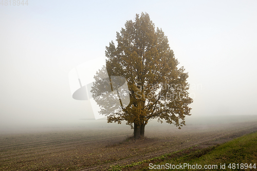 Image of field and tree, fog