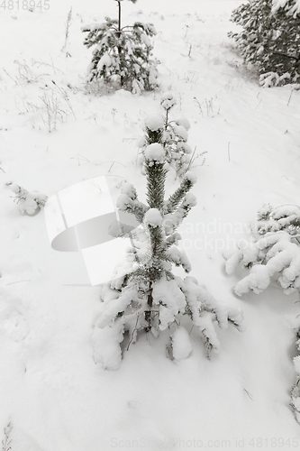 Image of young pine tree