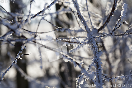 Image of Hoarfrost on the branches of a tree