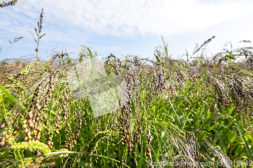 Image of agricultural field with green