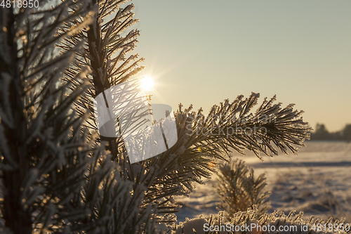 Image of Pines in the rime