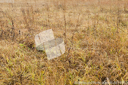 Image of Photo of a yellow grass