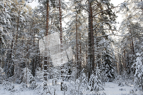 Image of pine forest in winter