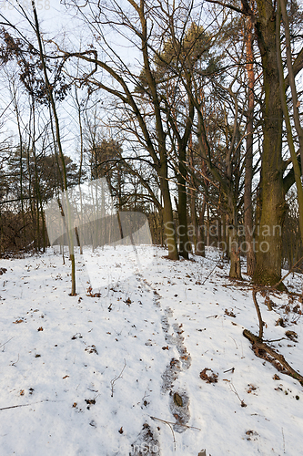 Image of Winter forest, close-up