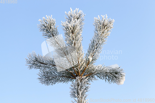 Image of Trees under frost