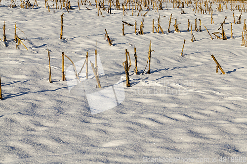 Image of Snow drifts in winter