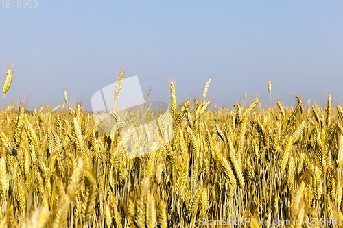 Image of wheat field, close-up