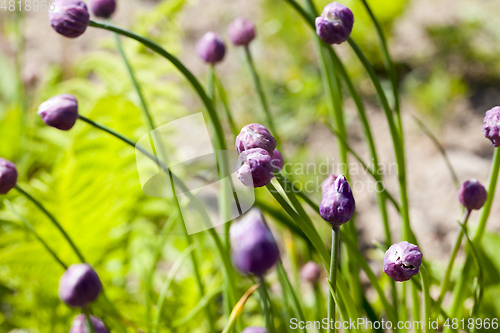 Image of flowers of garlic