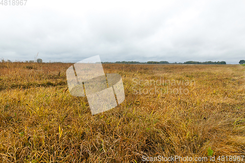 Image of yellowed grass, autumn