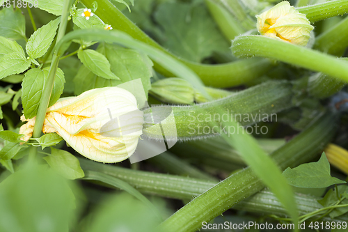 Image of Crop fruit garden