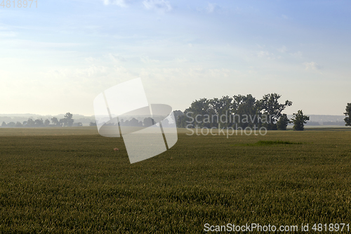 Image of Field of rye