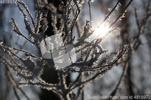 Image of Frost on the branches of a tree