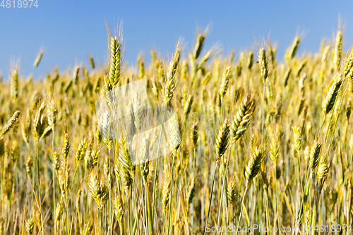 Image of mature yellowed grass