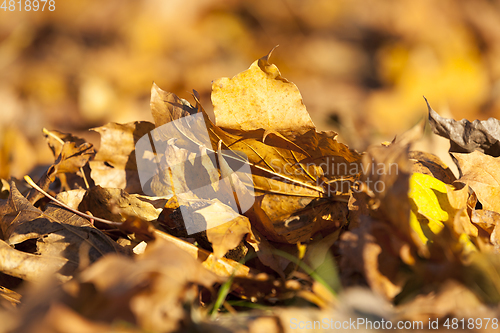 Image of Yellow fallen leaves