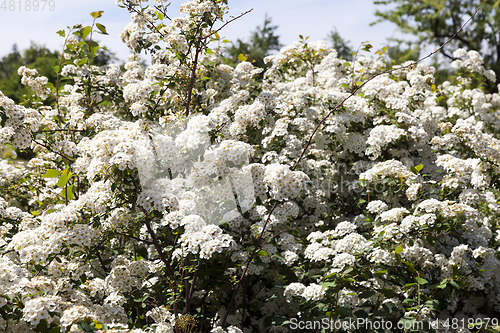 Image of small white flowers