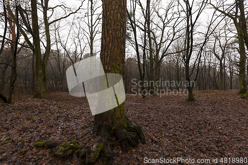 Image of Forest in autumn