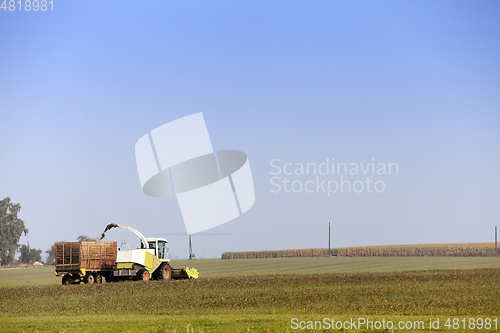 Image of Harvesting the corn field