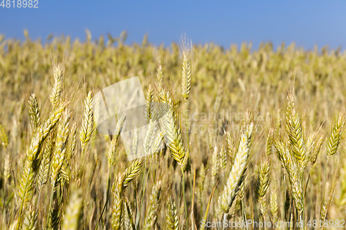 Image of agricultural field and blue sky