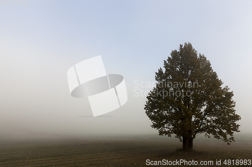 Image of Trees in autumn