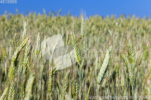 Image of green immature cereals