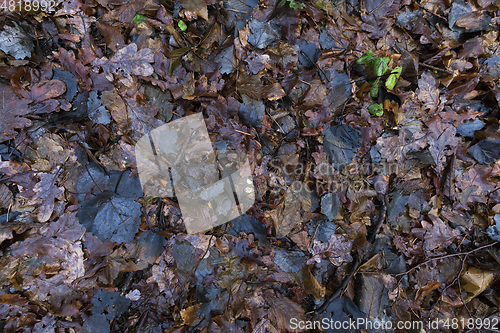 Image of Rotting foliage of maple