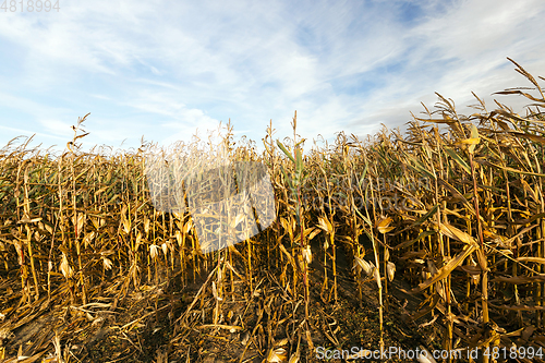 Image of ears of ripe corn