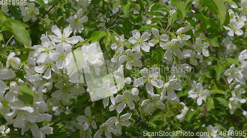 Image of Garden with blossoming apple trees in spring.