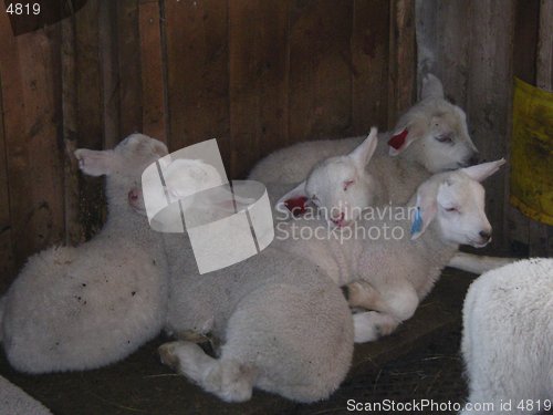 Image of Lambs_22.04.2005