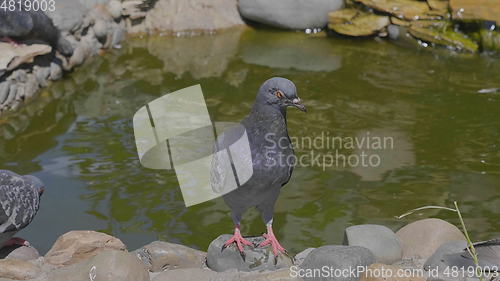 Image of Beautiful pigeon sitting near the water fountain