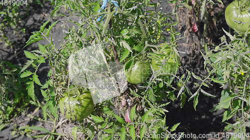 Image of Green unripe tomatoes on the bush