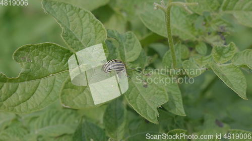 Image of Colorado beetle eats a potato leaves young