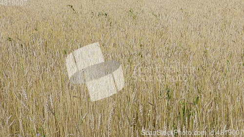 Image of Fields of wheat at the end of summer fully ripe