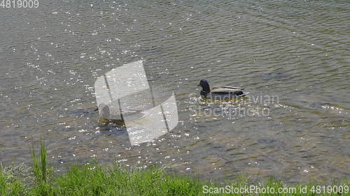 Image of Ducks on walk floating in the pond water.