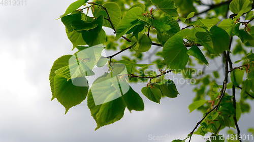 Image of Nature background with linden branches and young bright leaves in front of day sun