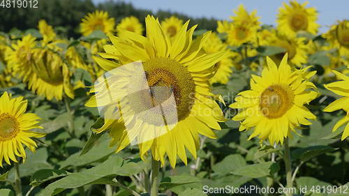 Image of Field of flowering sunflowers with bees collecting honey
