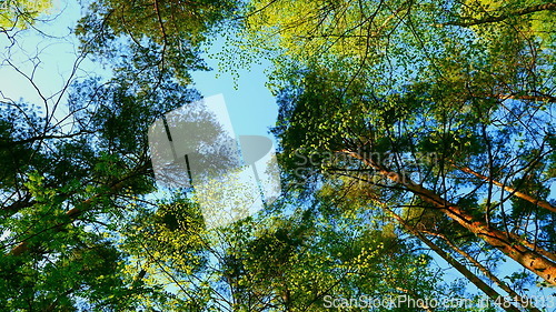 Image of European mixed forest. Tops of the trees. Looking up to the canopy.