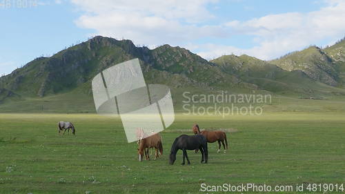 Image of Horses with foals grazing in a pasture in the Altai Mountains