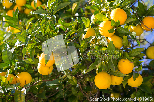 Image of Organic orange tree.