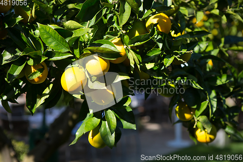 Image of Organic orange tree.