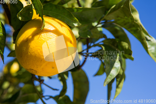 Image of Organic orange tree.