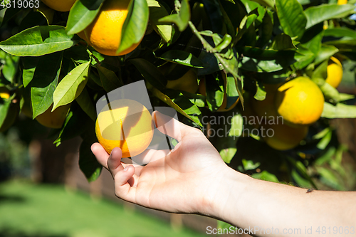 Image of Hand collecting up a tangerine from a tree