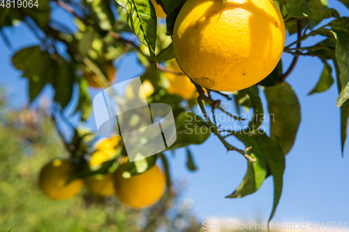 Image of Organic orange tree.