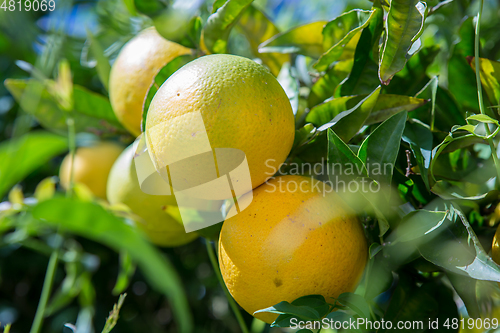 Image of Organic orange tree.