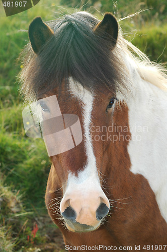 Image of Horse