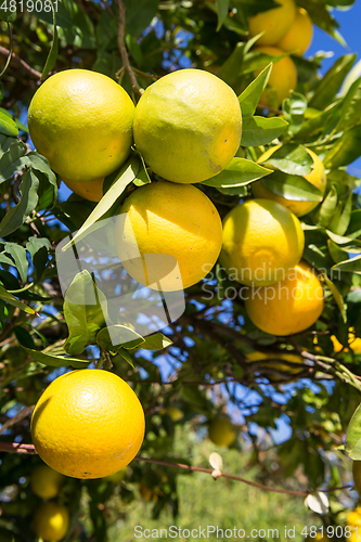 Image of Organic orange tree.