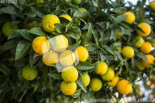 Image of Organic orange tree.