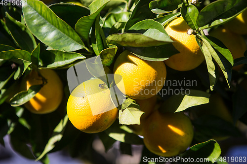 Image of Organic orange tree.