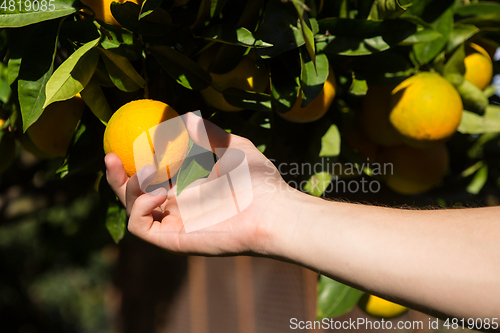 Image of hand picking an orange. 